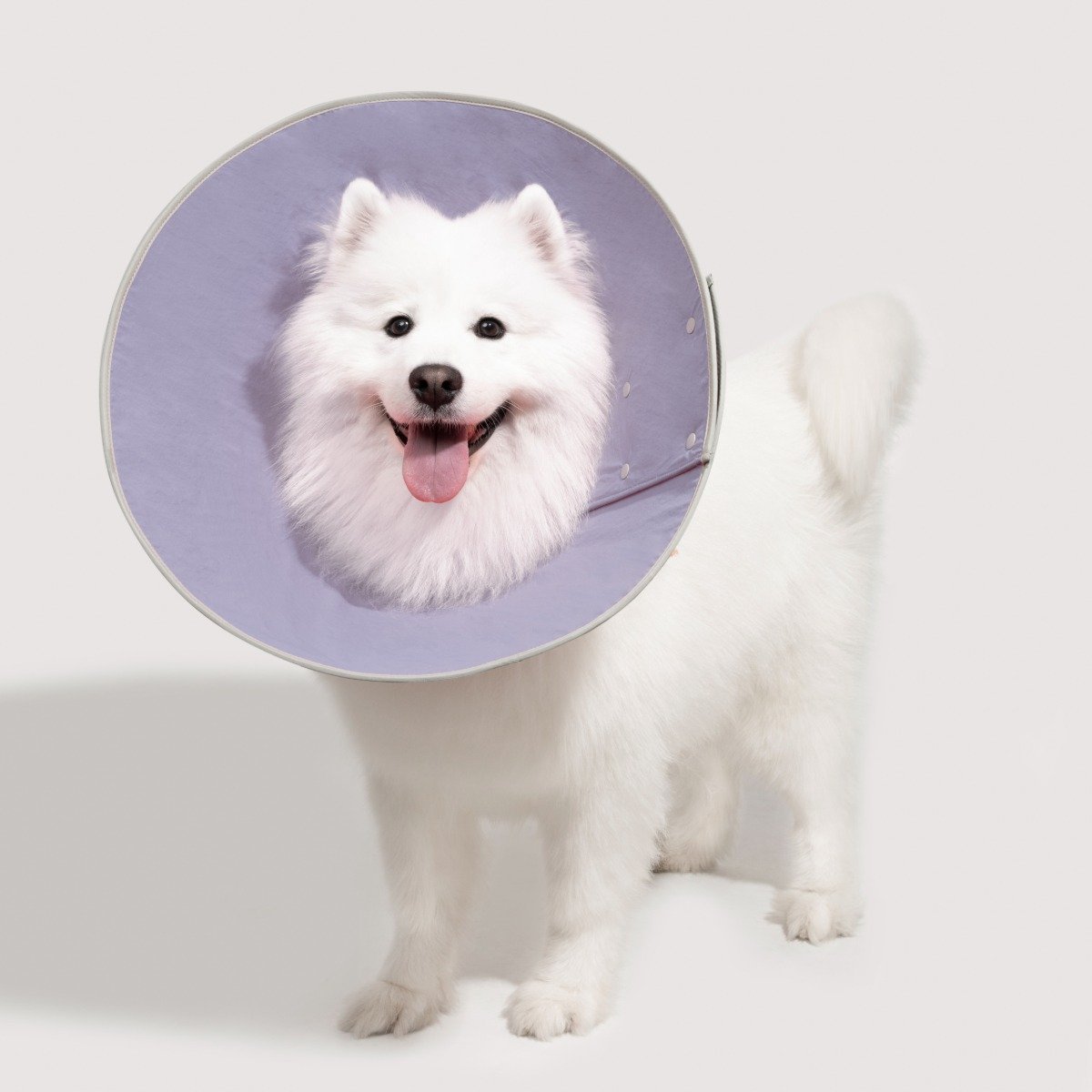 Dog Recovery Cone for Large Dogs, Protective E-Collar with Padded Neckline